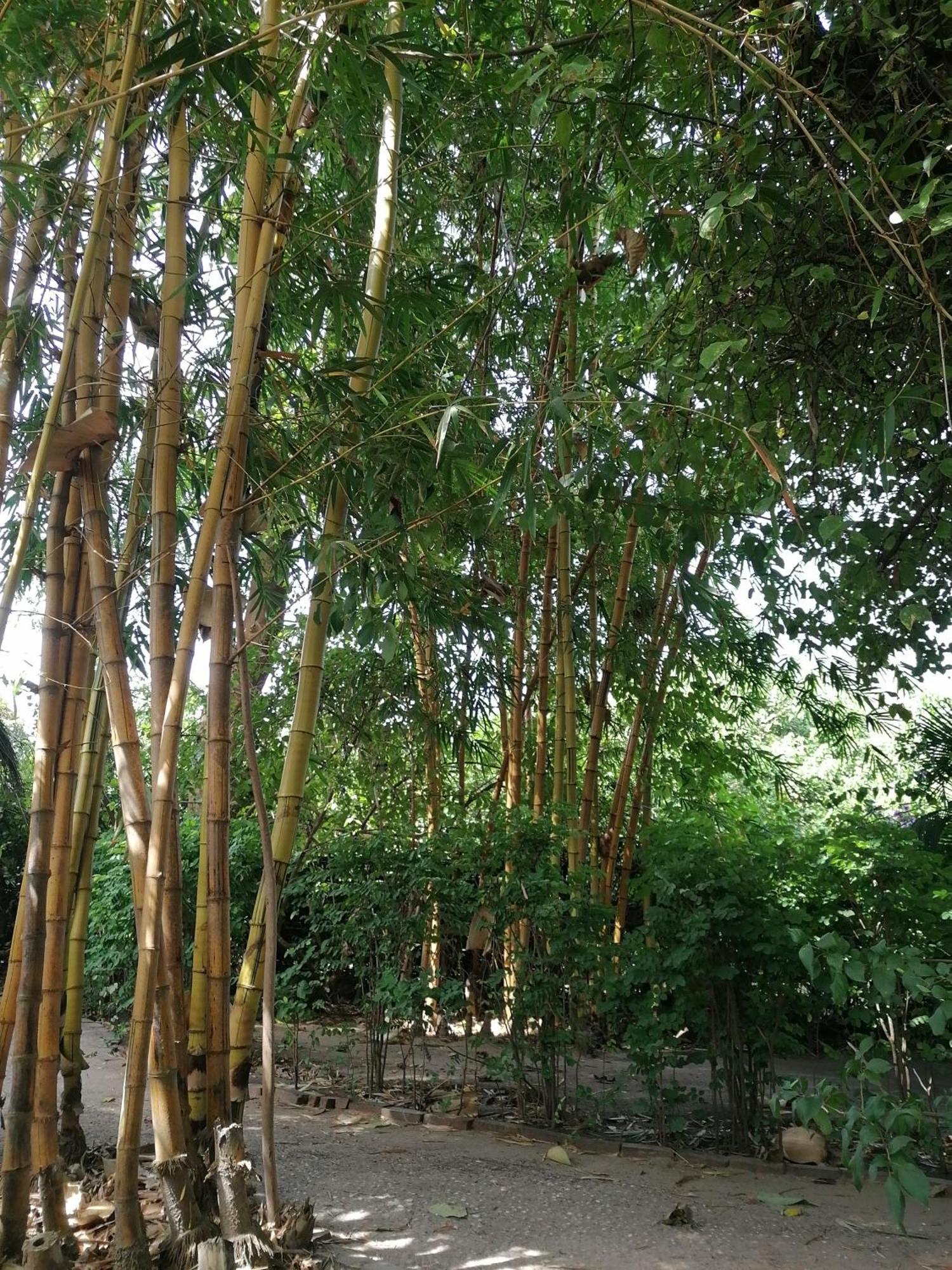 Tujereng Evergreen Eco Lodge Retreat מראה חיצוני תמונה
